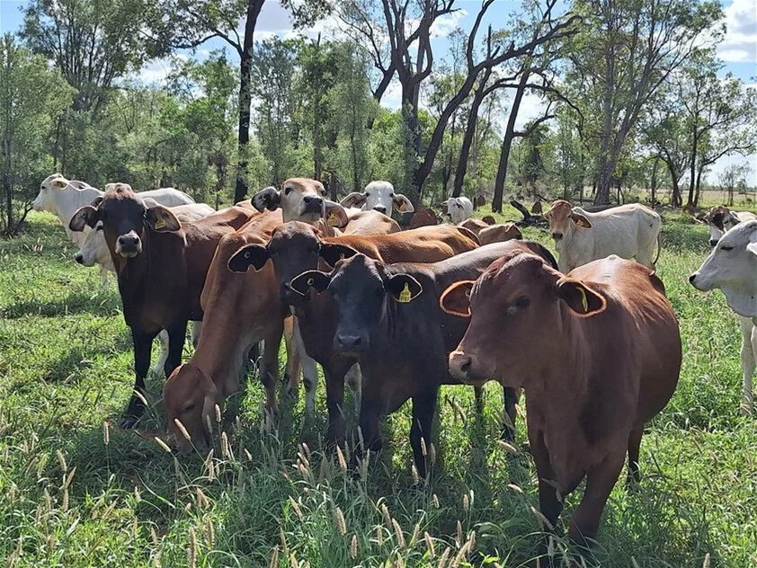 Additional image 10 of 6743 Dunrobin Road, Jericho QLD 4728