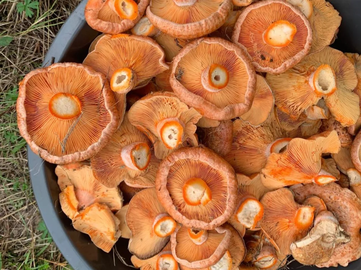 Additional image 10 of Tomboye NSW 2622