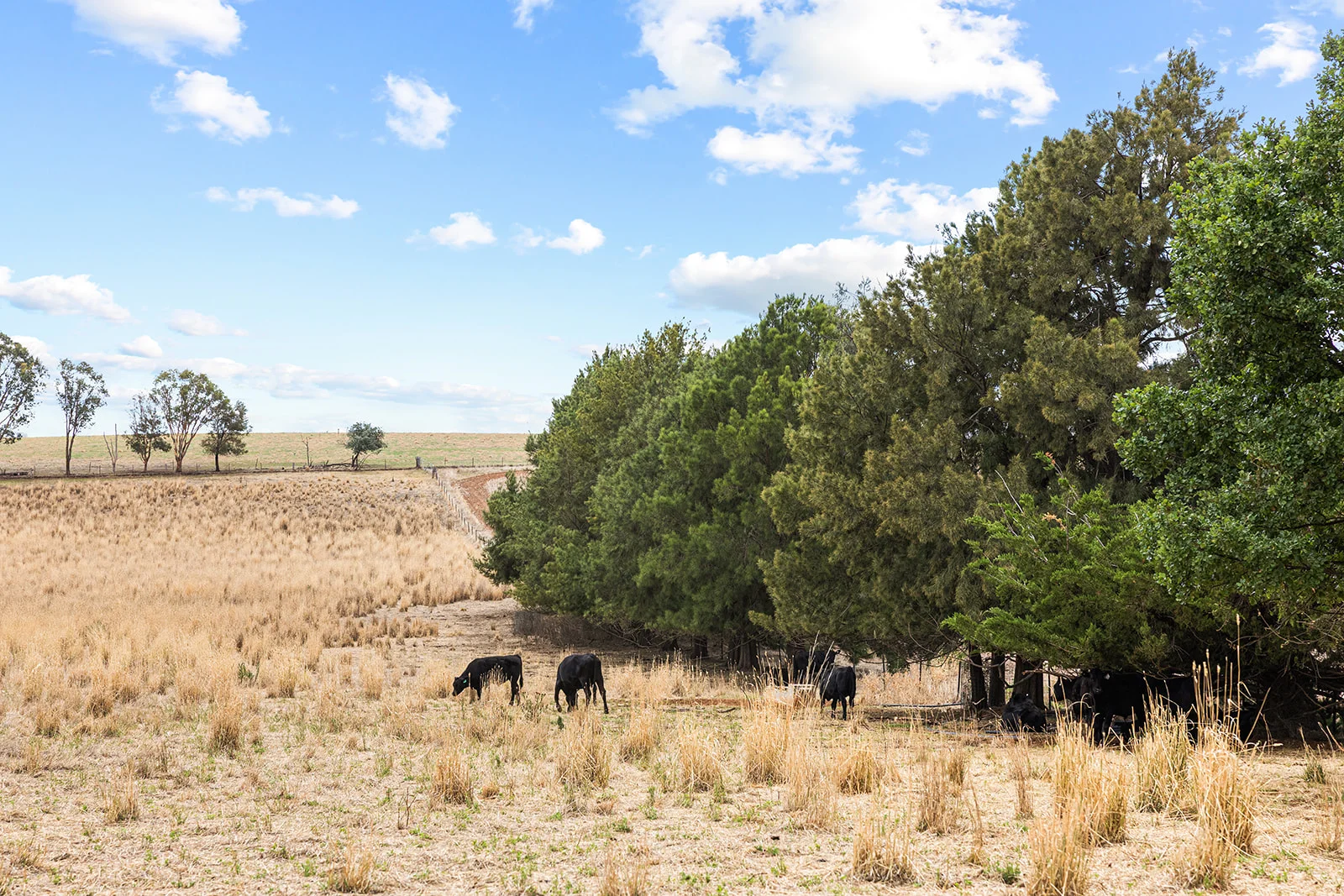 Additional image 7 of 3818 Lachlan Valley Way, Godfreys Creek NSW 2586