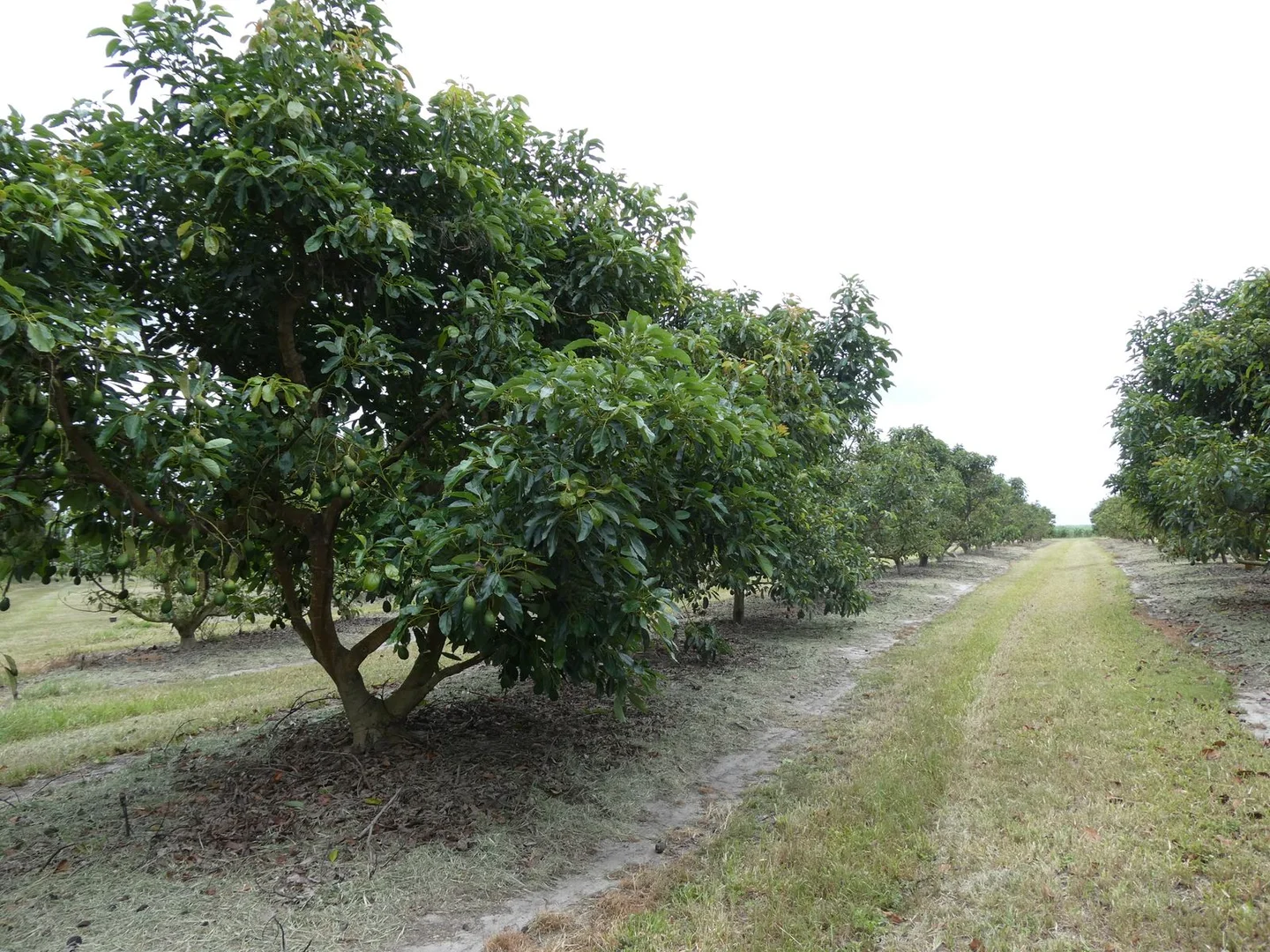 Additional image 26 of 154 Foleys Road, North Gregory QLD 4660