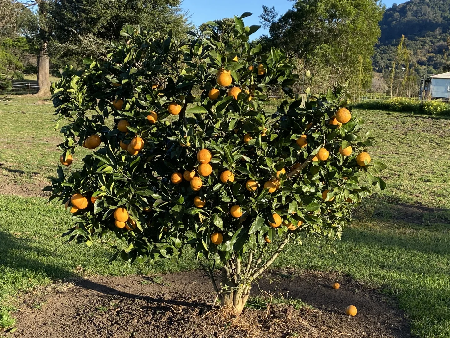 Additional image 35 of 71 Boxsells Lane, Meroo Meadow NSW 2540