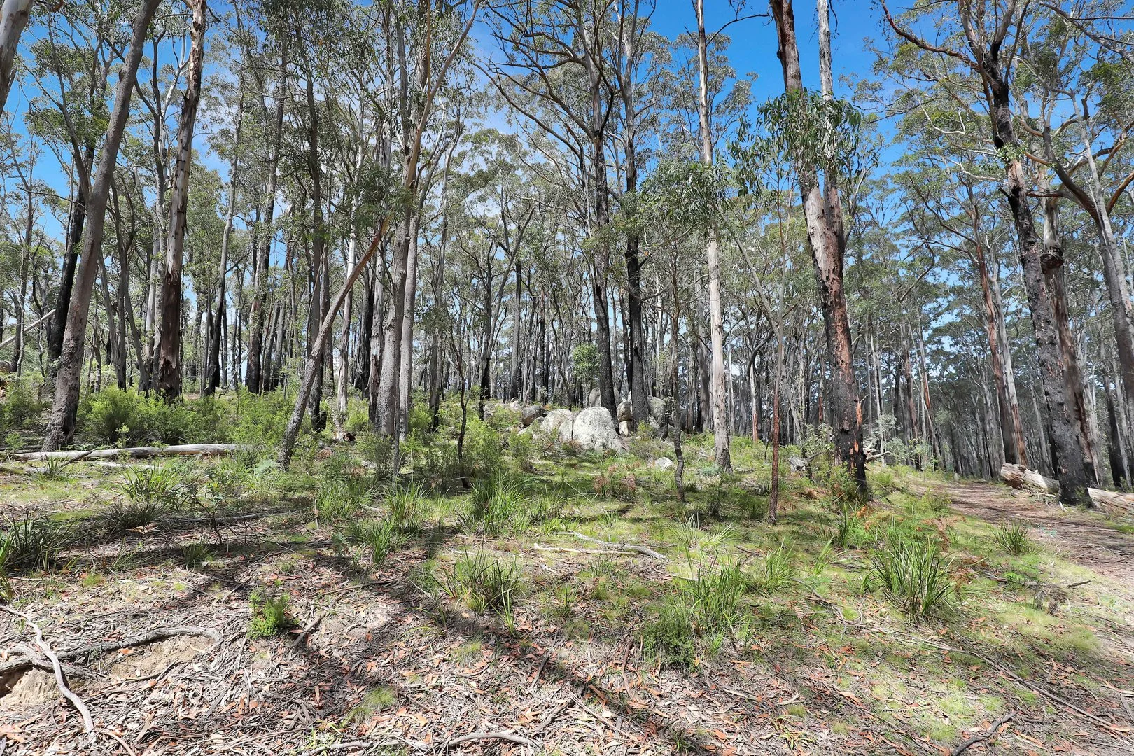 Additional image 20 of Lot 51 Tantawangalo Mountain Road, Cathcart NSW 2632