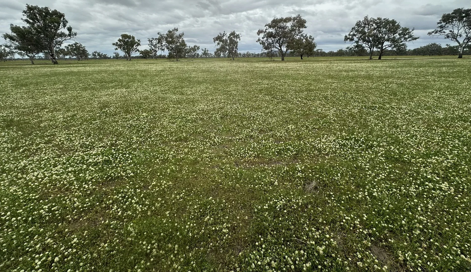 Additional image 4 of 94 Gullifers Road, Forbes NSW 2871