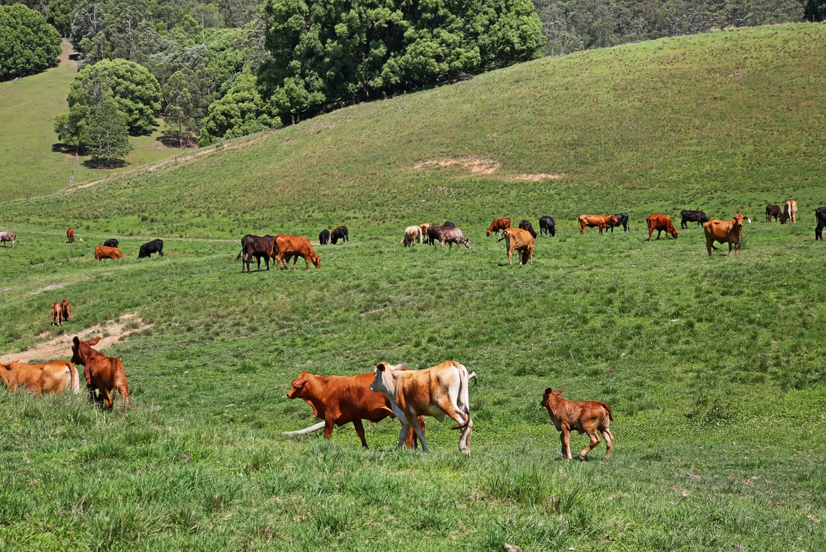 Additional image 26 of 1039 Currumbin Creek Road, Currumbin Valley QLD 4223
