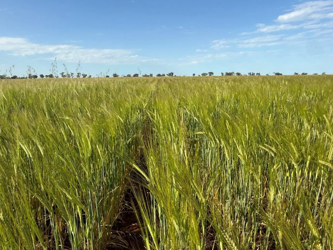 'Cleveland' 548 Cunningtons Lane, West Wyalong NSW 2671