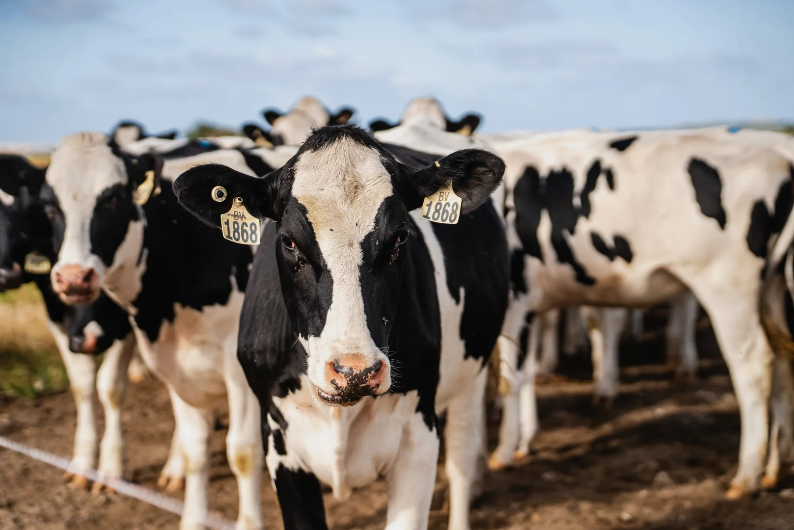 Additional image 8 of 54 Lake Bonney Access Road, Tantanoola SA 5280