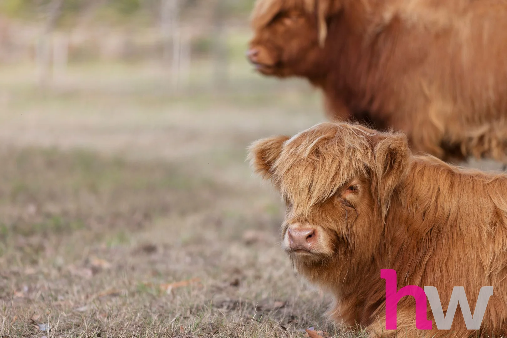 Additional image 24 of 1180 Winchelsea Deans Marsh Road, Winchelsea South VIC 3241