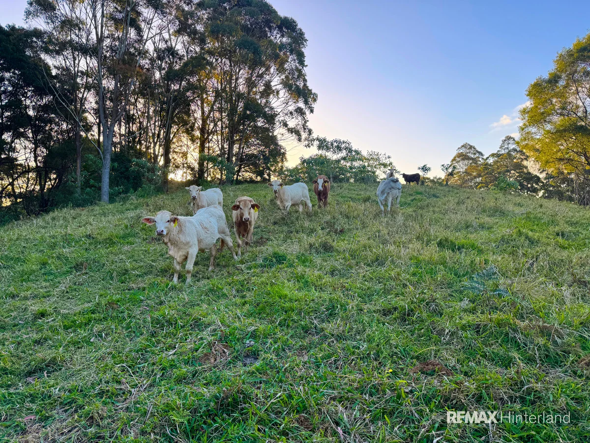 Additional image 15 of 161-273 Gap Road, Booroobin QLD 4552