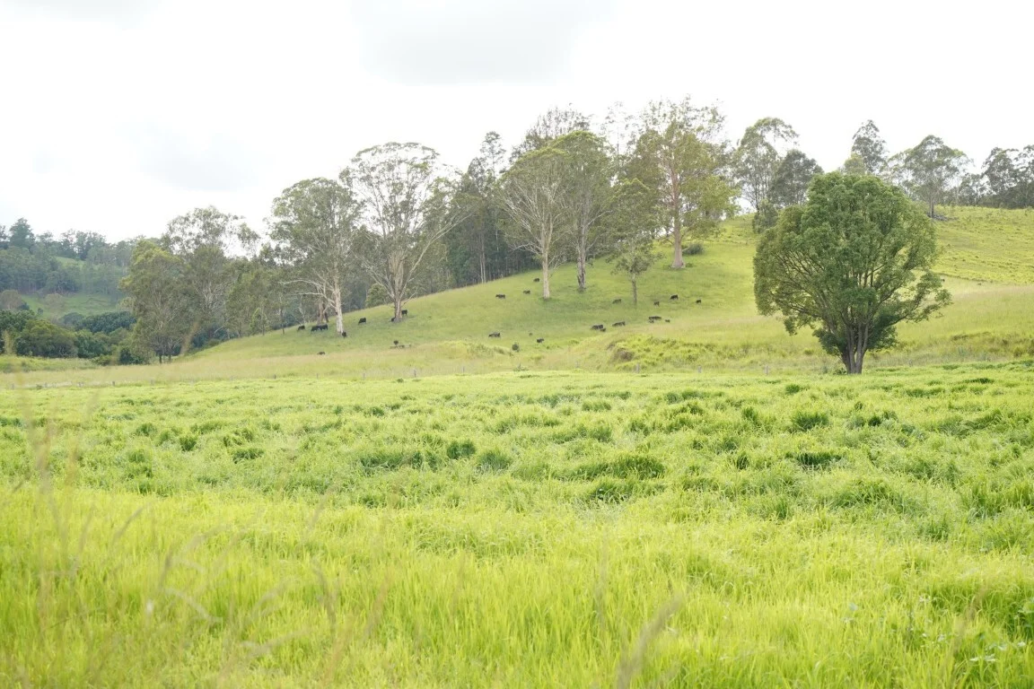 Additional image 36 of 1023 Iron Pot Creek Rd, Kyogle NSW 2474