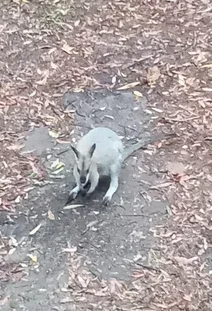 Additional image 22 of Rock Valley NSW 2480