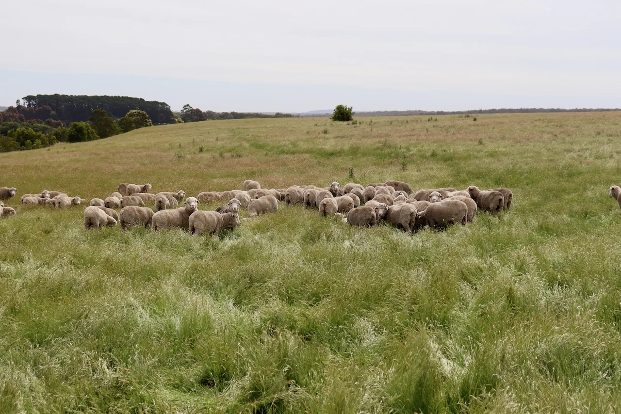 Additional image 4 of 13, 13A, 13B, 31A &, BRIDGE ROAD, Grenville VIC 3352