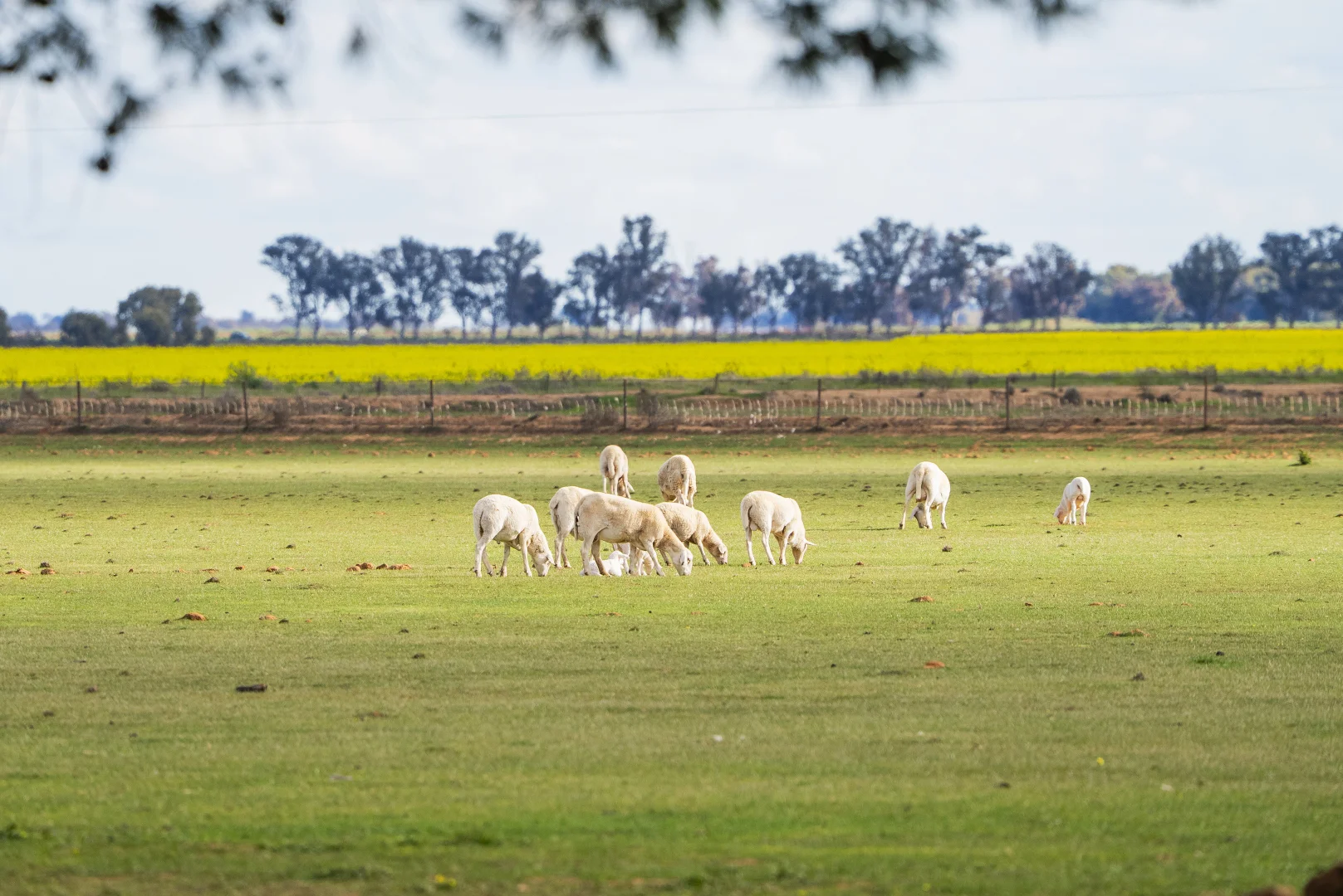 Additional image 10 of Glenn Road, Coleambally NSW 2707