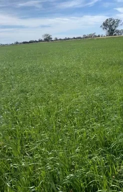 Additional image 16 of 1448 Labuan Road, Marungi VIC 3634