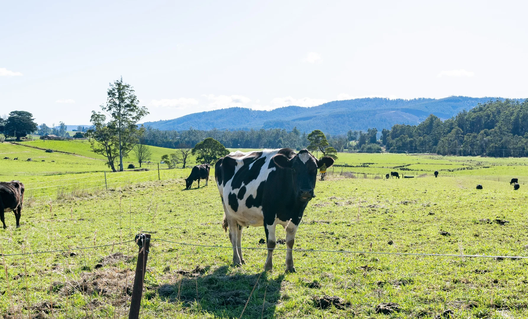 Additional image 31 of Alberton TAS 7263