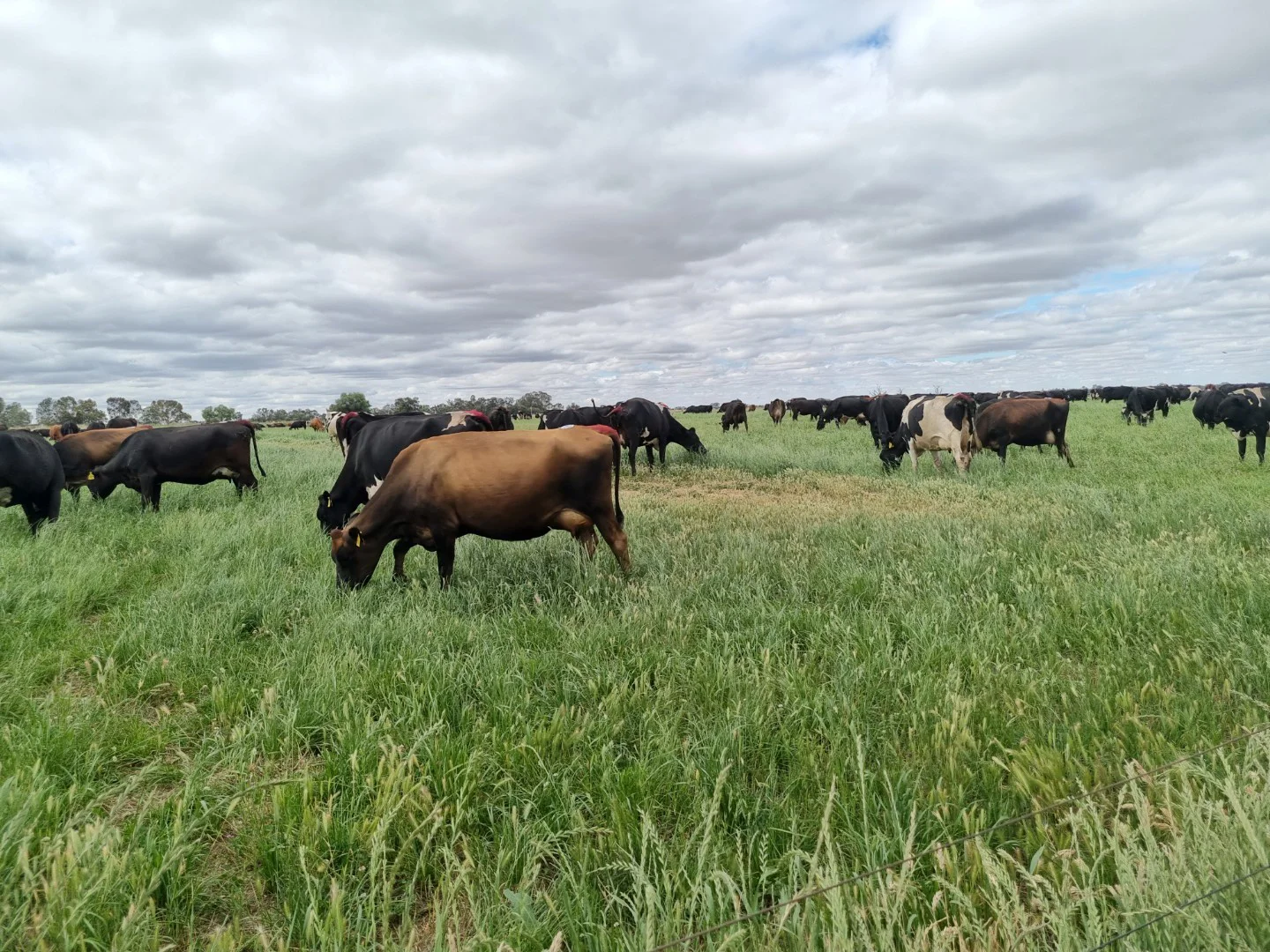 Additional image 10 of 462 Hays Road, Katunga VIC 3640