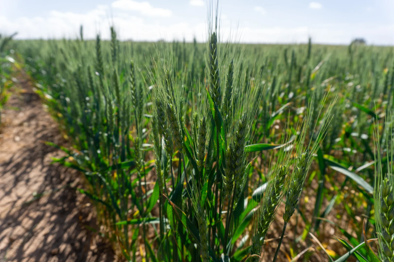 Additional image 7 of 177 Taragoro Road, Rudall SA 5642