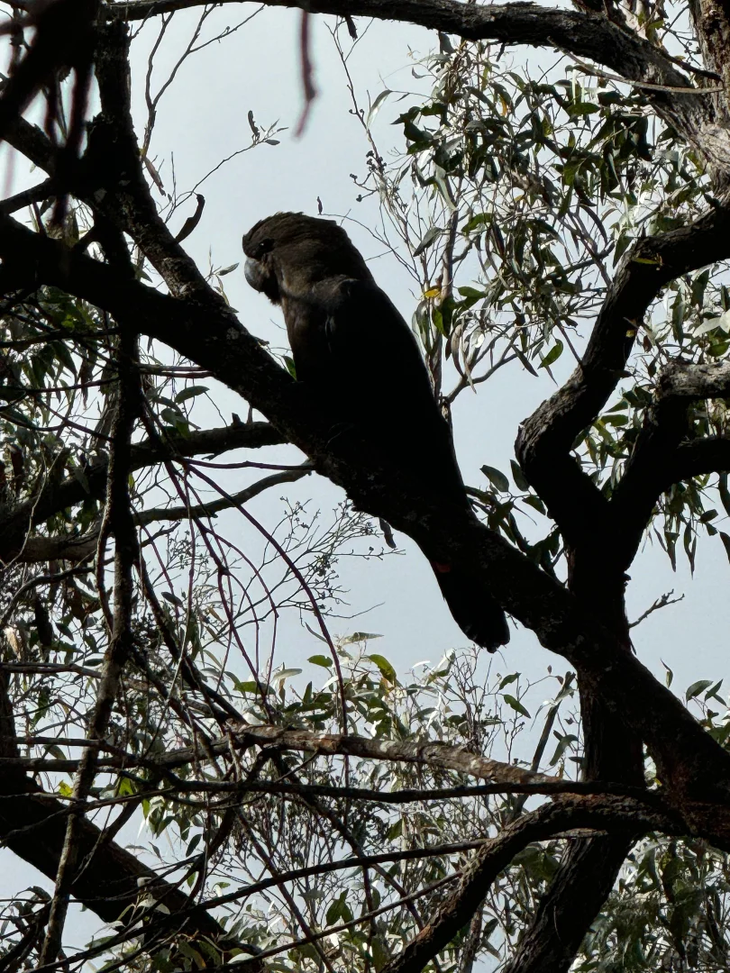 Additional image 16 of 274 Willow Glen Road, Lower Boro NSW 2580