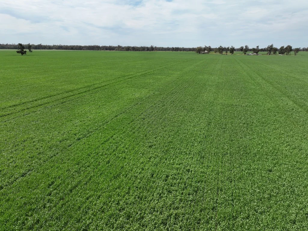 Additional image 14 of 849 Brushwood North Rd, Coolamon NSW 2701