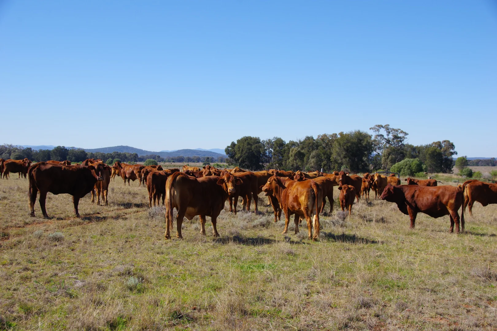 Additional image 9 of 635 Mayfield Road, Narrabri NSW 2390