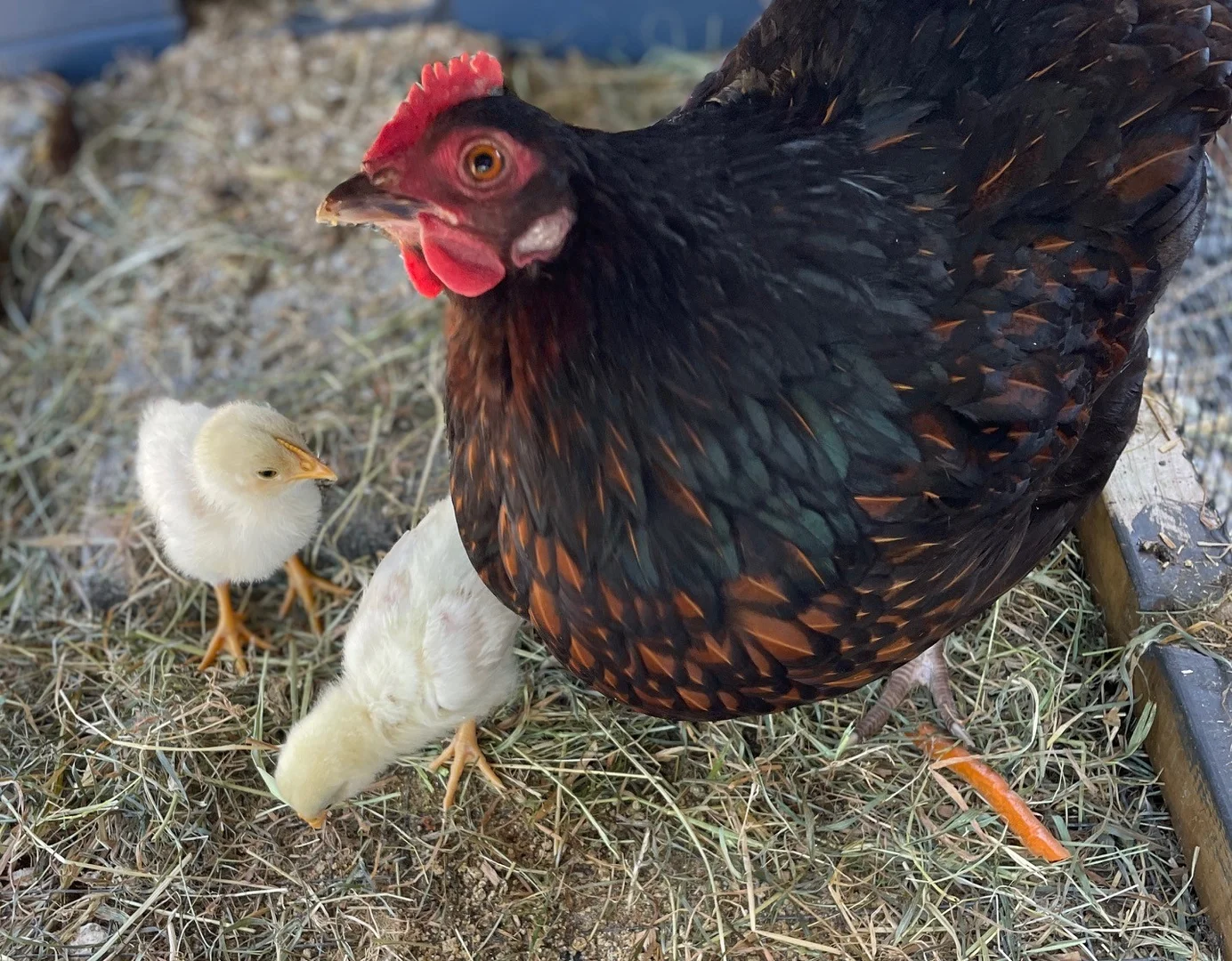 Additional image 22 of 5 Hellessey Road, Collinsvale TAS 7012