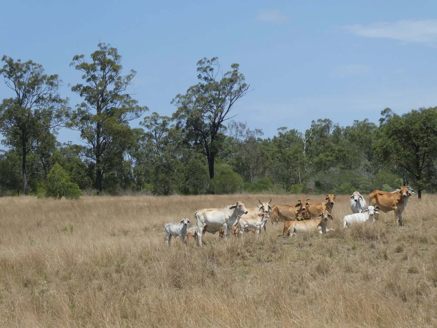 Additional image 10 of 35 Mahoneys Road, Bucca QLD 4670