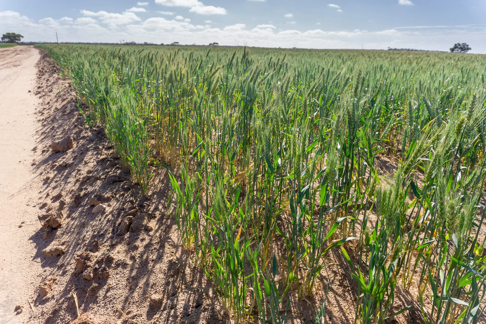 Additional image 11 of 177 Taragoro Road, Rudall SA 5642