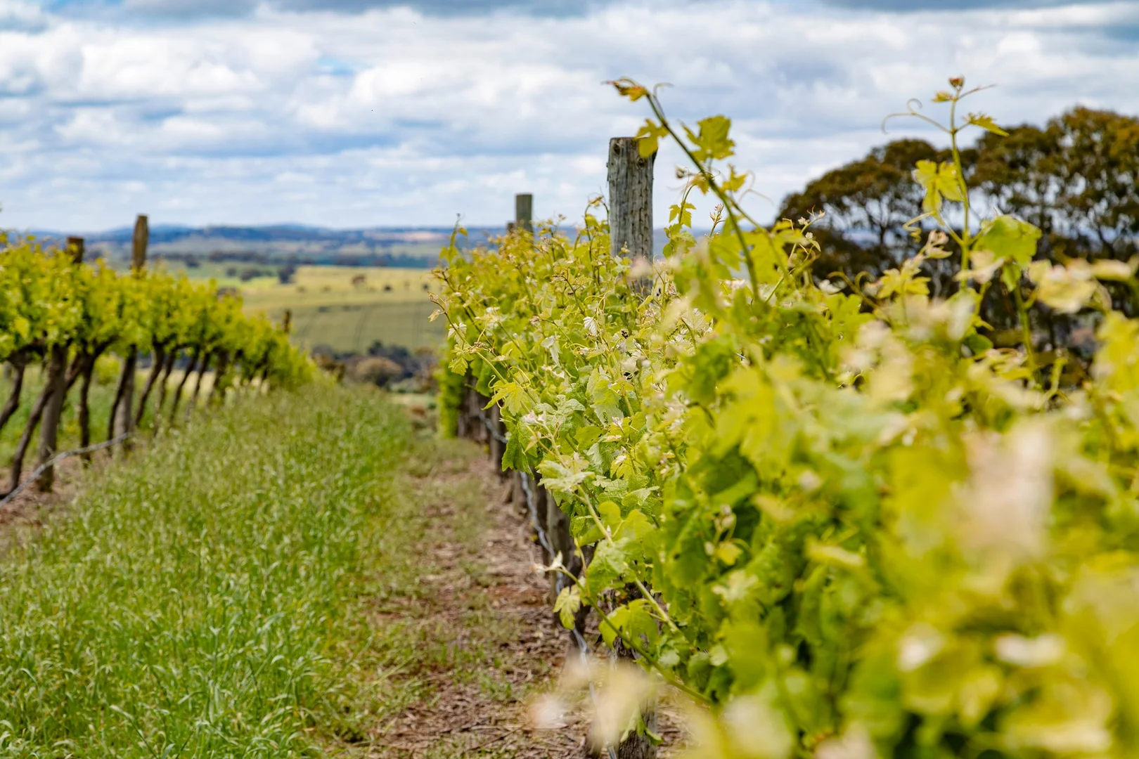 Additional image 8 of Lot 54 Tank Road, Auburn SA 5451