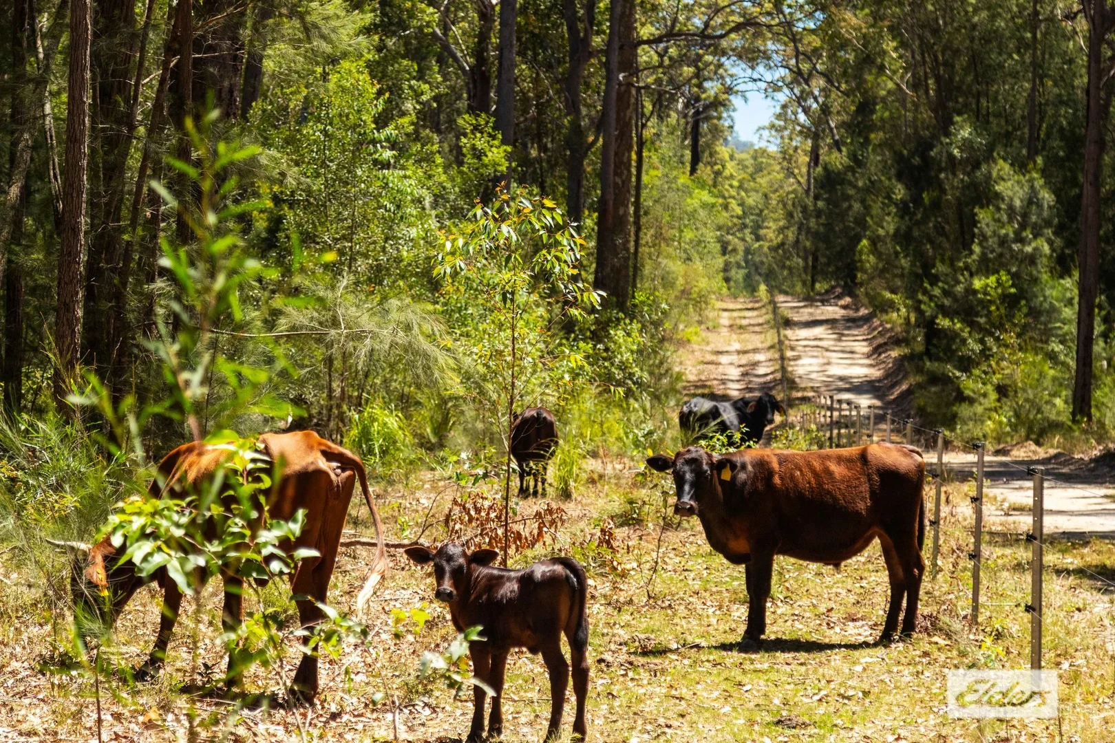 Additional image 33 of 91 Percy Davis Drive, Moruya NSW 2537