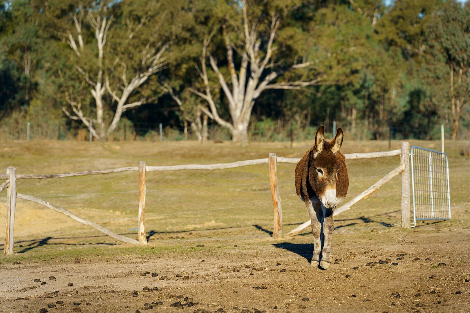 Additional image 9 of 141 Sinclairs Lane, Walmer VIC 3463