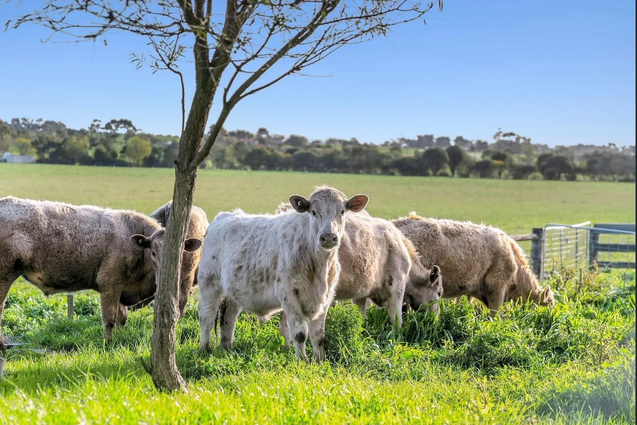 Additional image 16 of 5985 Princes Highway, Irrewarra VIC 3249