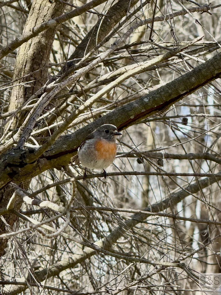 Additional image 15 of 52 Wright Road, Penneshaw SA 5222