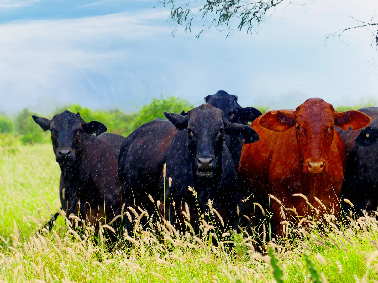 Additional image 5 of "Wavering Downs" 1467 Pasha Rd, Pasha QLD 4721