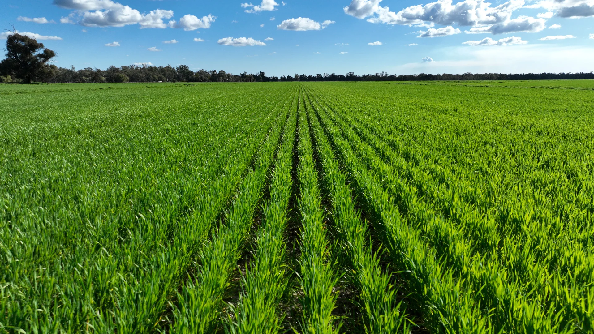 Additional image 22 of Calimo Park Brassi Road, Deniliquin NSW 2710