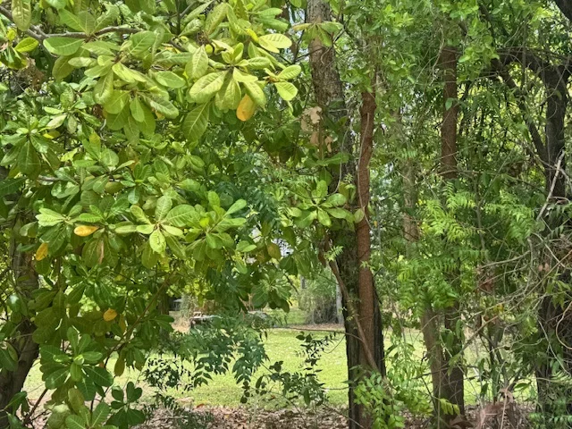 Additional image 6 of 101 Mills Road, Kununurra WA 6743