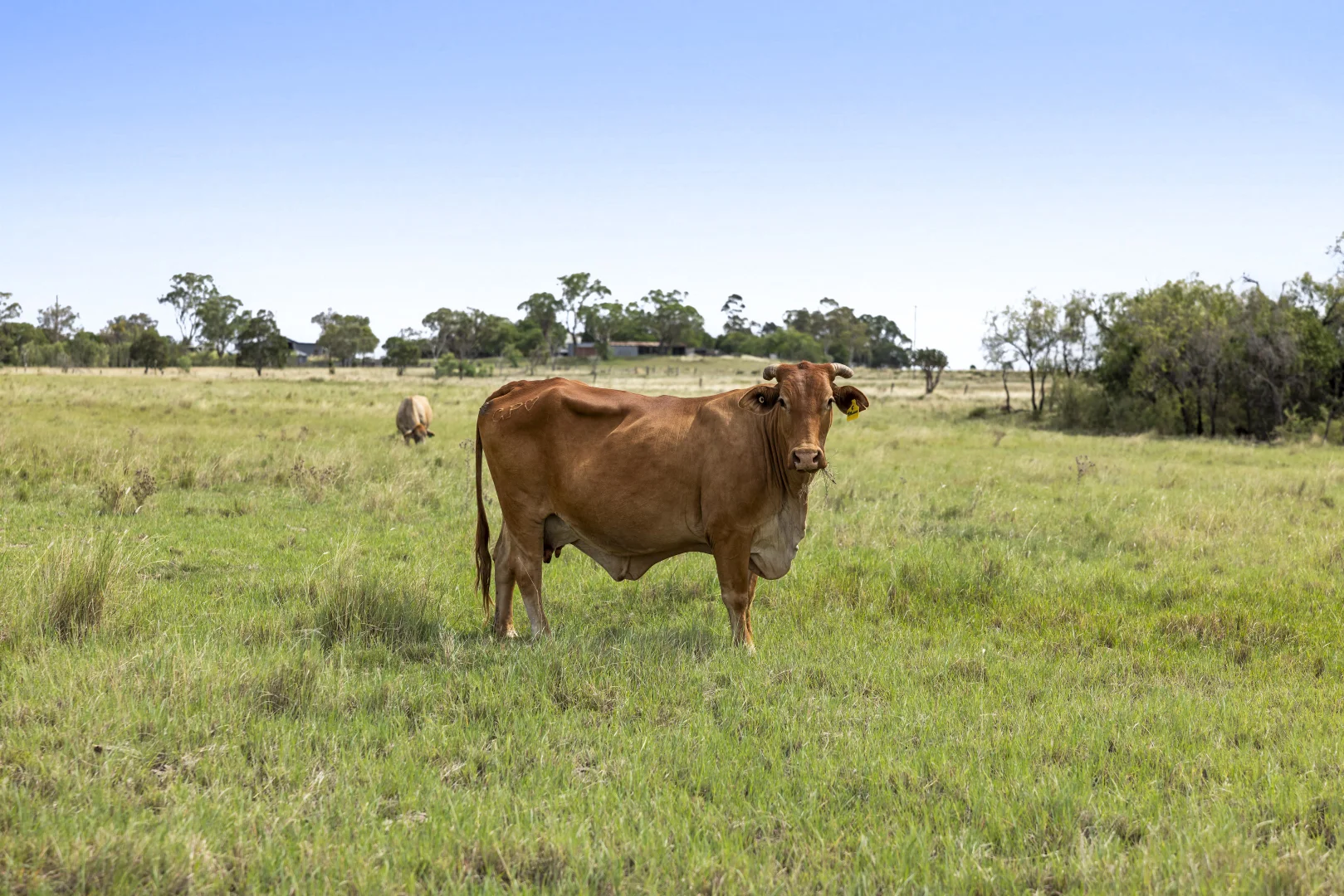 Additional image 15 of 2351 Toowoomba Cecil Plains Road, Aubigny QLD 4401