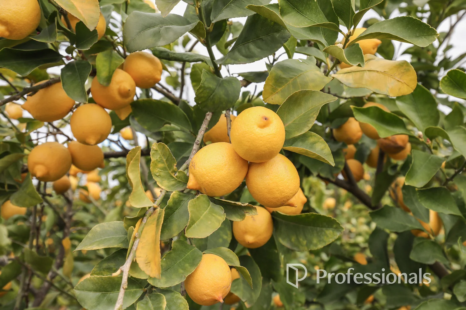 Additional image 29 of 45 Regent Drive, Colignan VIC 3494