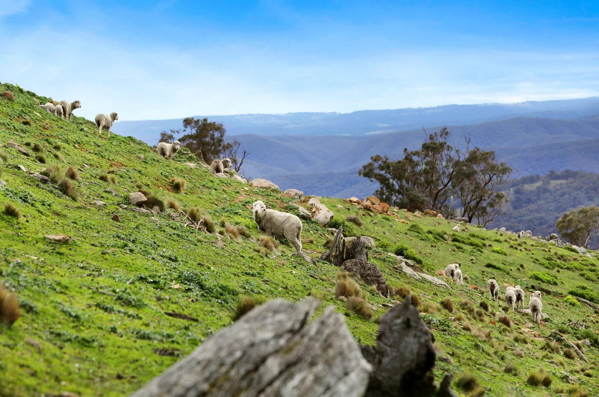 Additional image 4 of Lot 3 Greenmantle Road, Bigga NSW 2583