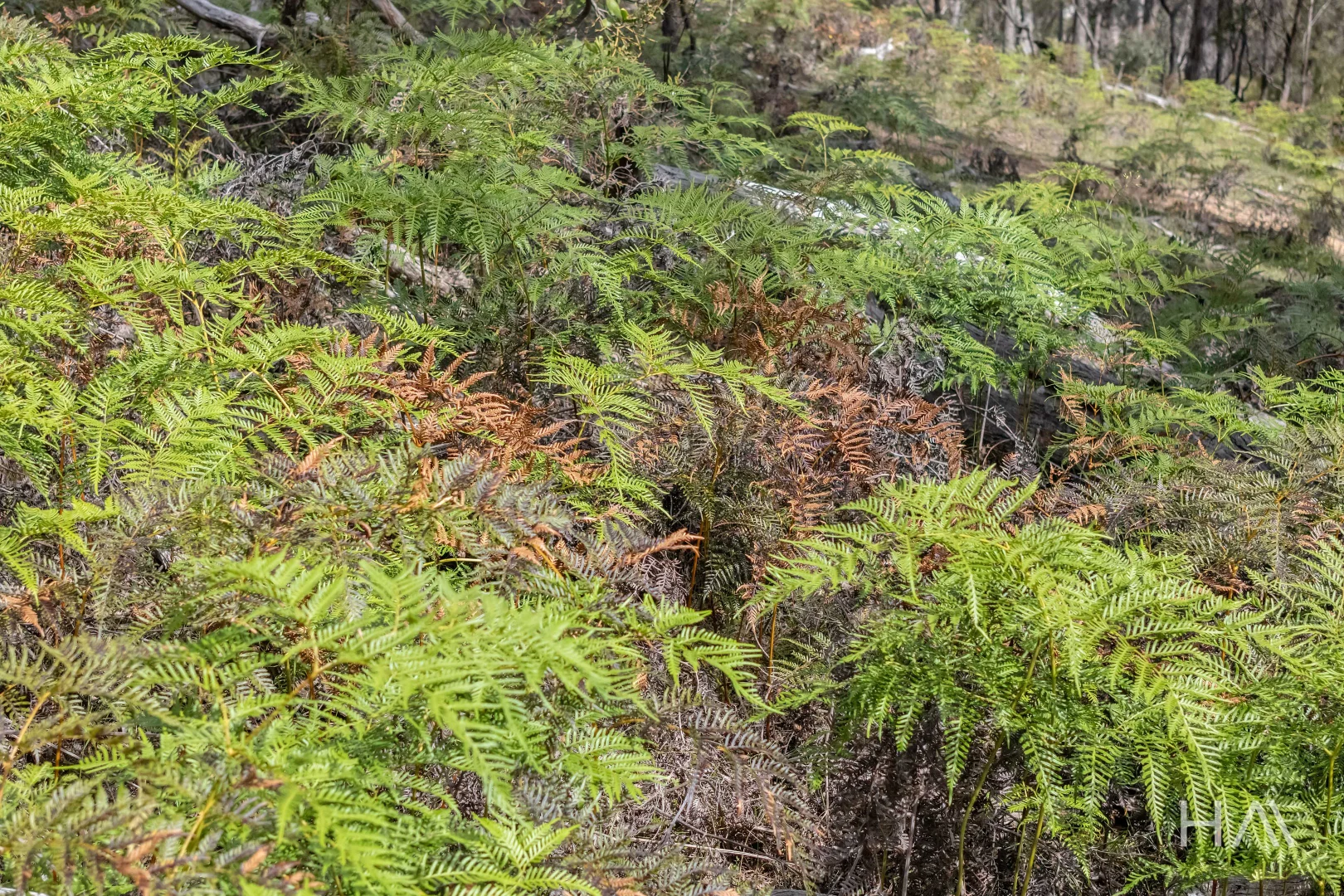 Additional image 16 of English Town Road, Deddington TAS 7212