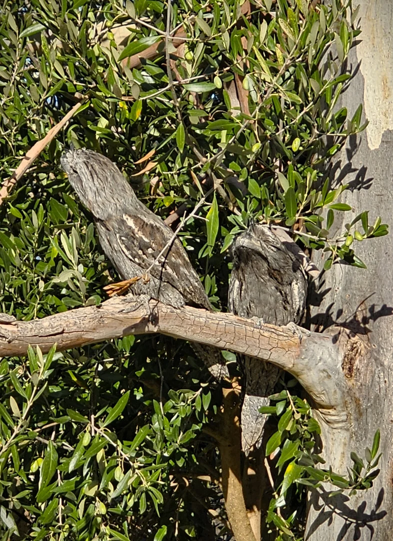 Additional image 30 of 93 Balmoral Road, Kalbeeba SA 5118