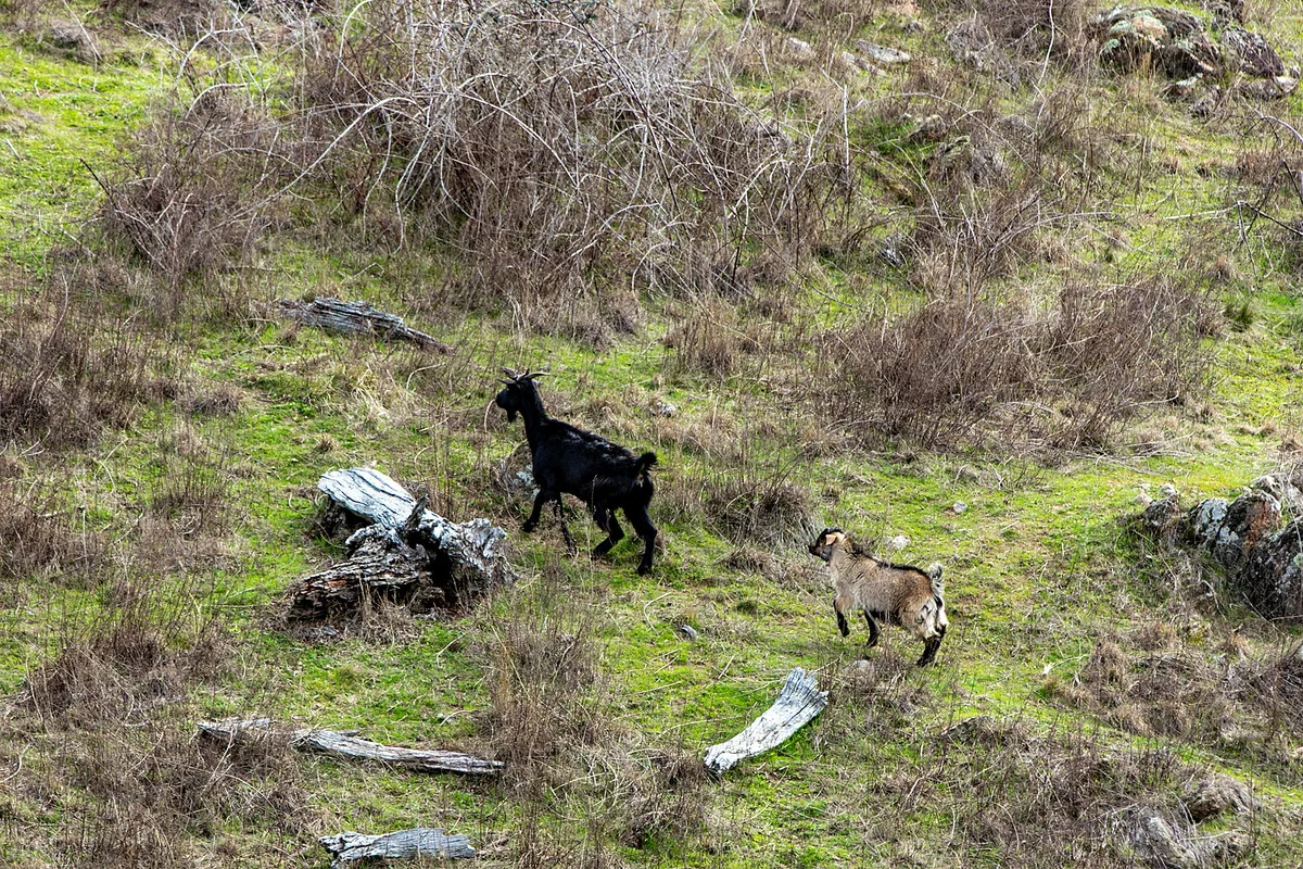 Additional image 7 of Lot 3 Greenmantle Road, Bigga NSW 2583