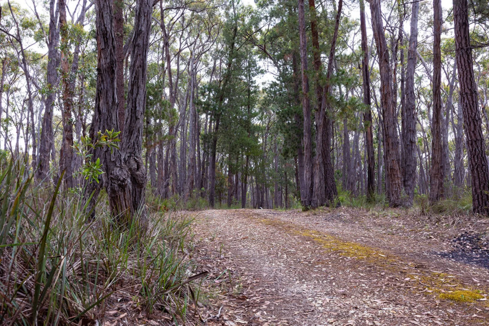 Additional image 6 of Lot 39 Tilligs Road, Scarsdale VIC 3351