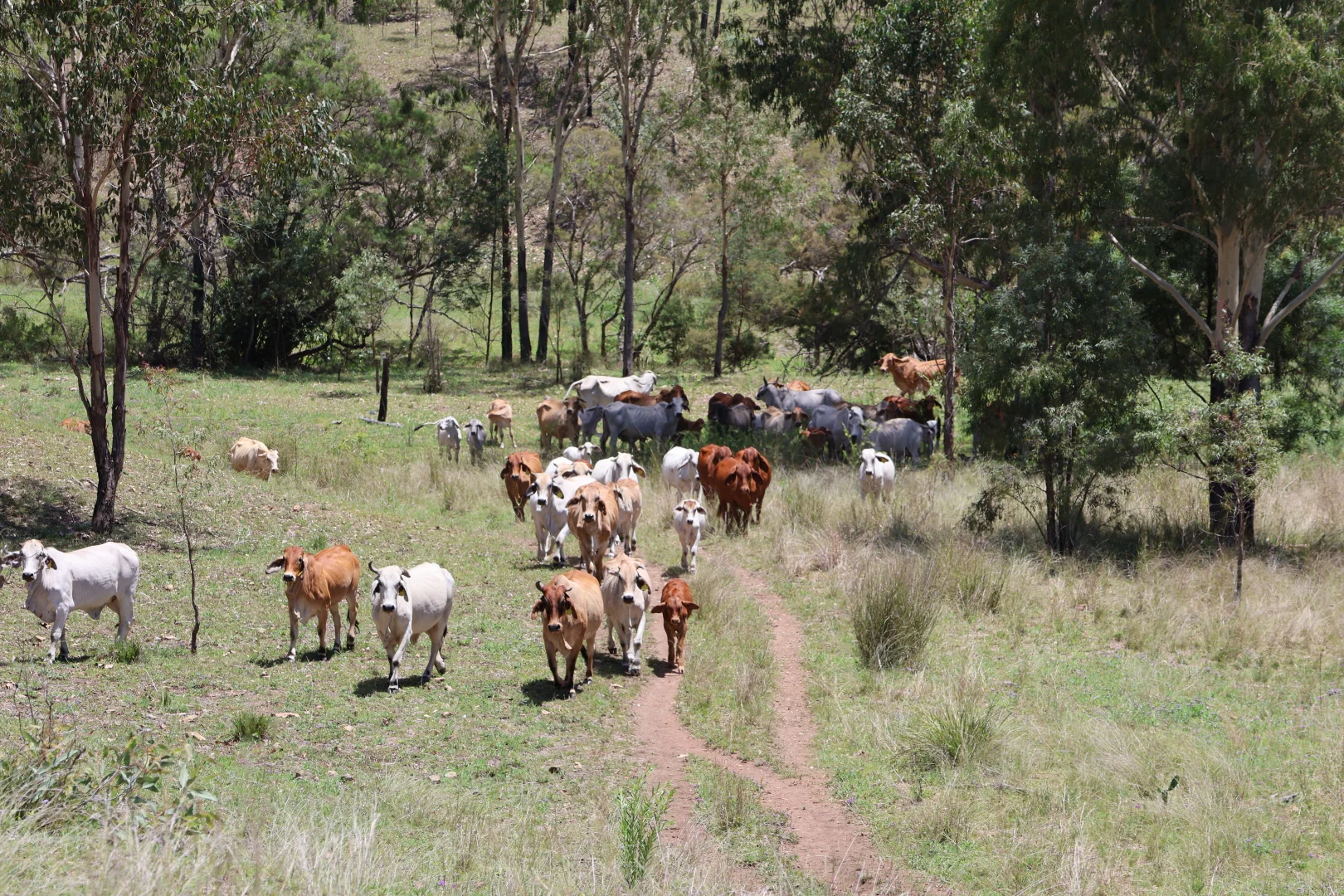 Additional image 17 of Lot 33, 34 & 35 Bilboolan Road, Mungy, Mount Perry QLD 4671