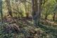 Additional image 9 of Spry Lane, Lifton
