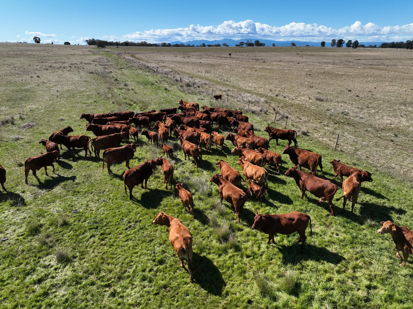 Additional image 7 of 635 Mayfield Road, Narrabri NSW 2390