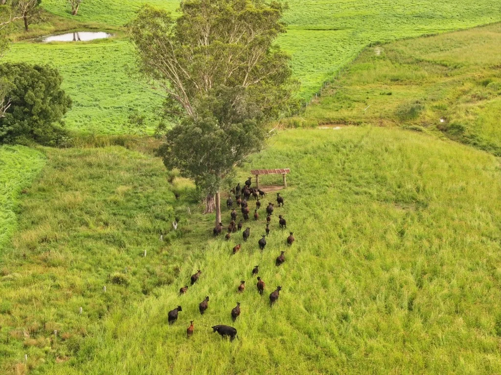Additional image 39 of 1023 Iron Pot Creek Rd, Kyogle NSW 2474