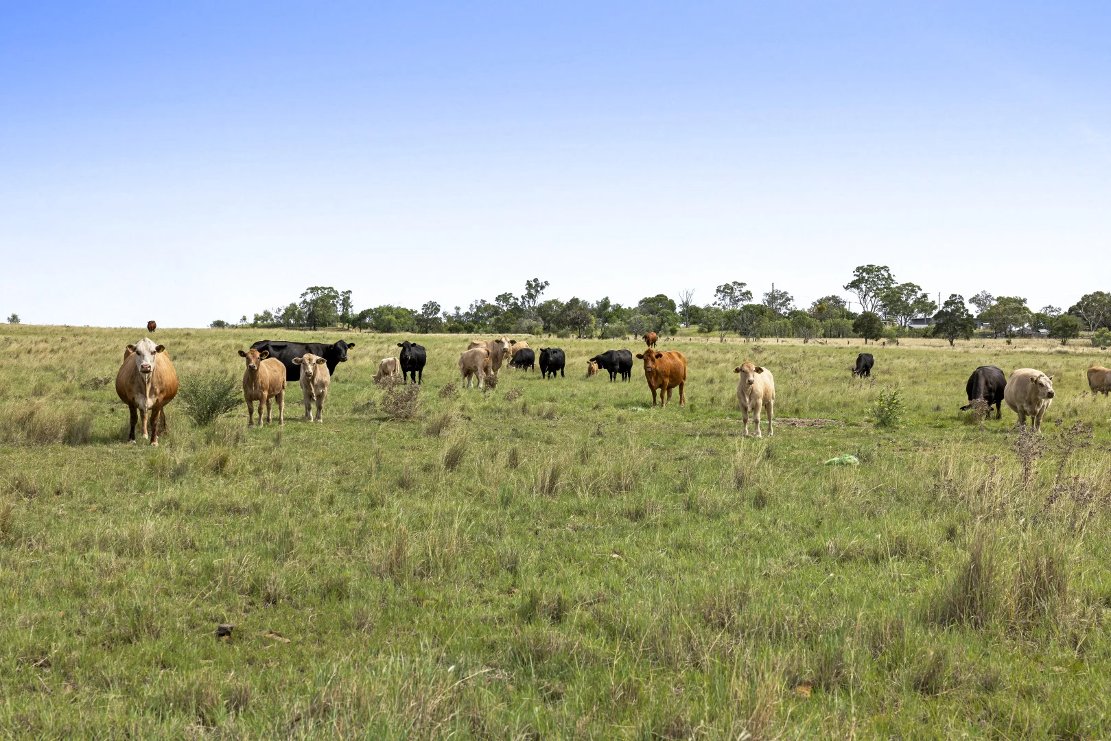 Additional image 13 of 2351 Toowoomba Cecil Plains Road, Aubigny QLD 4401