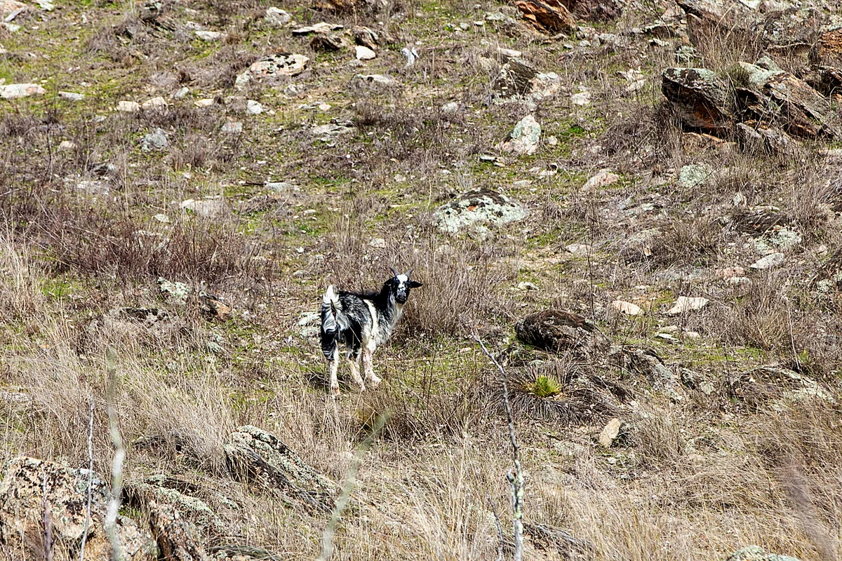 Additional image 6 of Lot 3 Greenmantle Road, Bigga NSW 2583