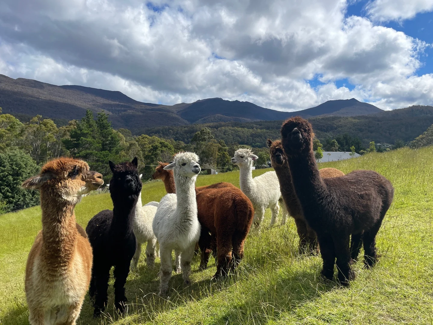 Additional image 13 of 5 Hellessey Road, Collinsvale TAS 7012