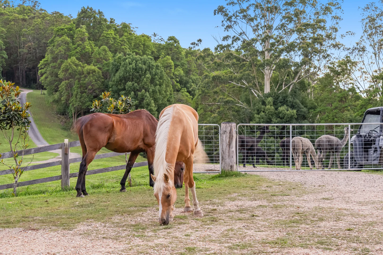 Additional image 13 of 157 Boormans Road, Tyalgum NSW 2484