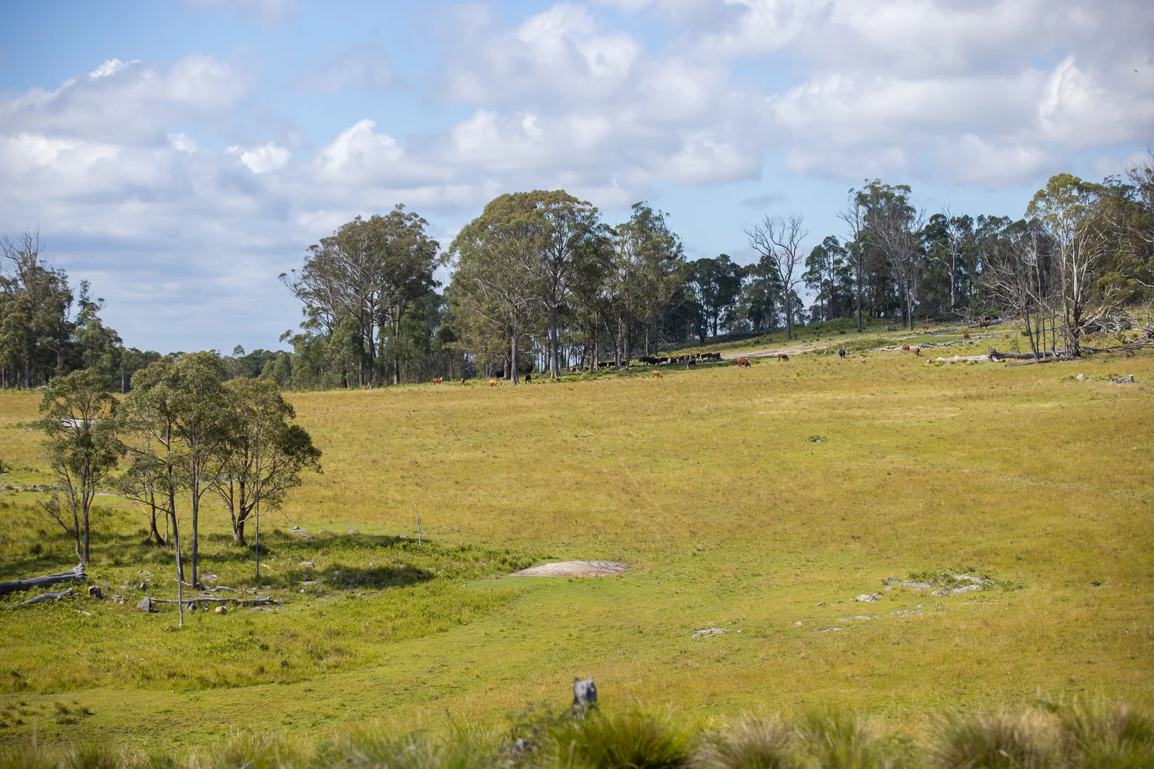 Additional image 5 of "Glen Bluff" 222 Riverview Road, Wards Mistake NSW 2350